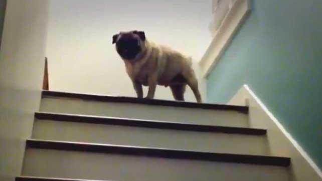 pug