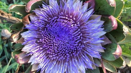 Globe artichokes, like this one available from The