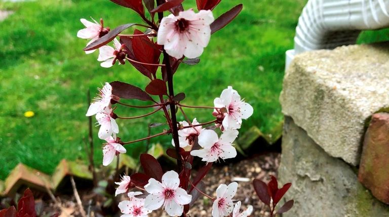 A young purple plum tree grows in reader