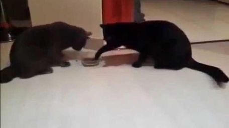 Cats
