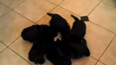pups