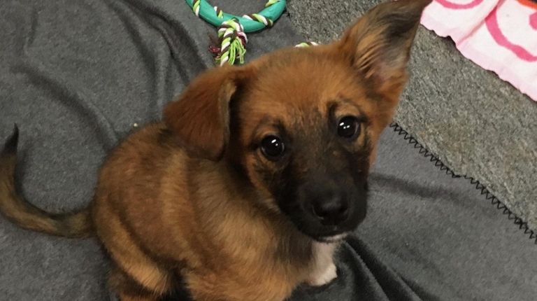 Sirius, a German shepherd/retriever mix, who is 12