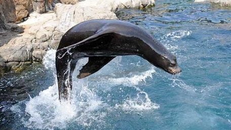 The aquarium had to close after being damaged
