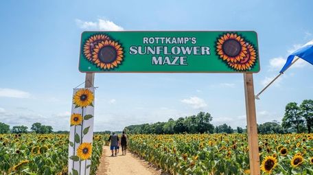 The Rottkamp's Sunflower Maze at Rottkamp's Fox Hollow