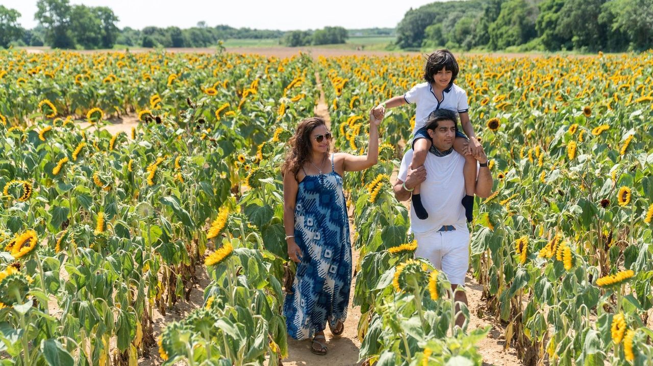 There's a new sunflower maze at Rottkamp's Fox