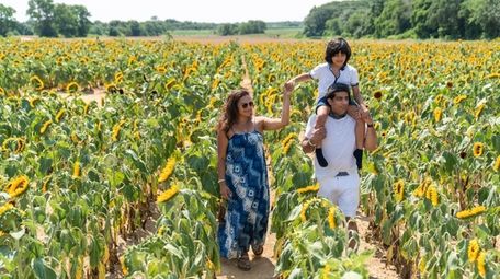 Rottkamp S Fox Hollow Farm Opens New Sunflower Maze More Fields To Explore Newsday