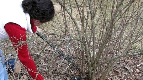 Late winter is the time to prune shrubs