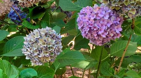 Hydrangea macrophylla plants, like this one, can be