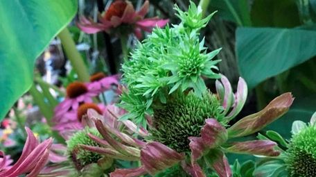 Seed heads of some purple coneflowers, such as