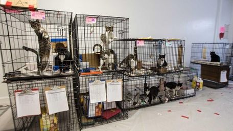 Nassau emergency shelter set to close seeks pets' owners | Newsday