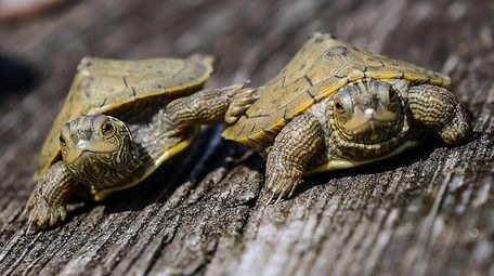 A pair of baby common map turtles which