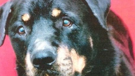 Bruno, an adult rottweiler, faced an uncertain future