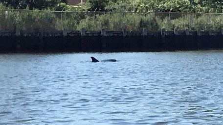 A dolphin was seen in East Rockaway on