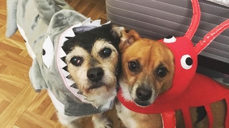 Dressed-up dogs Rocky and Rambo are both expected