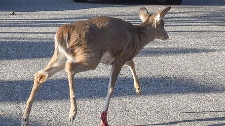 A deer wakes up after being tranqualized after