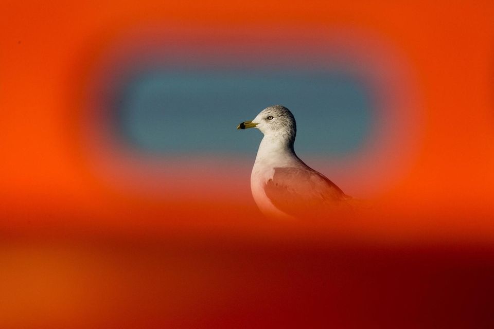 A seagull is pictured through a traffic drum