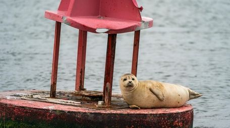 A seal lies on a buoy seen on