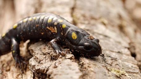 Salamanders are often spotted on winter nature walks