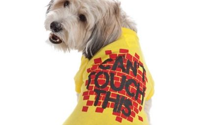 dog birthday shirt petsmart