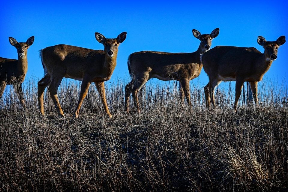 Deer line up ontop of a dune at