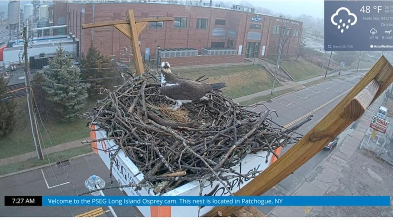 Osprey were seen returning to a Patchogue nest.