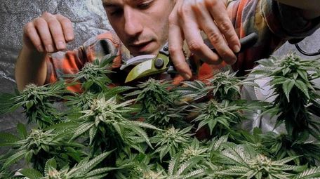 James MacWilliams prunes a marijuana plant that he
