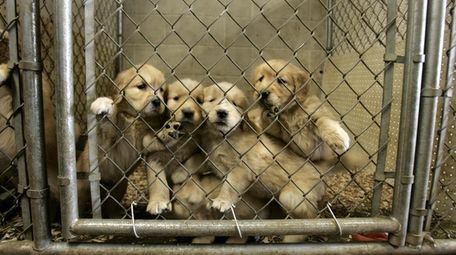Golden retrievers at Mountain View Kennels, a respected