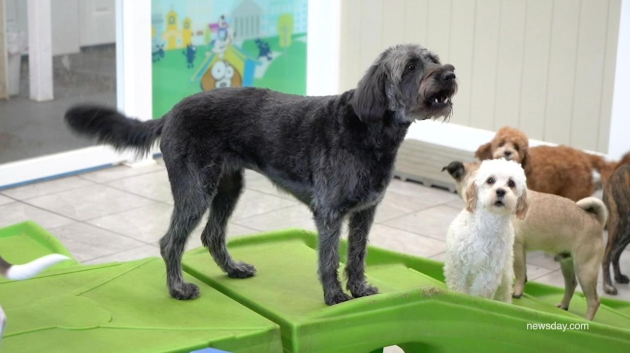 Newsday's Marissa Sarbak visited two dog day care