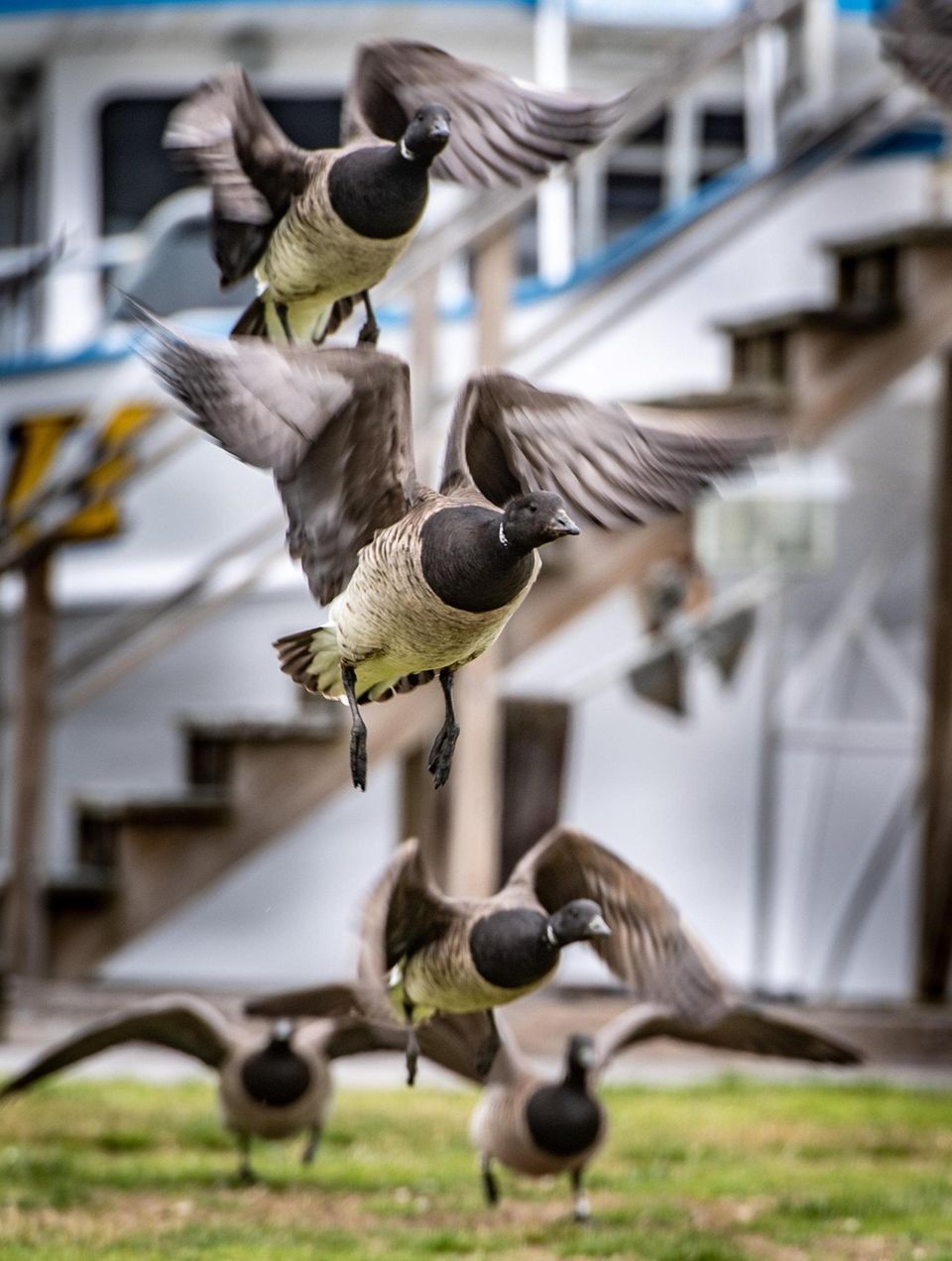 A flock of Canada geese during rush hour