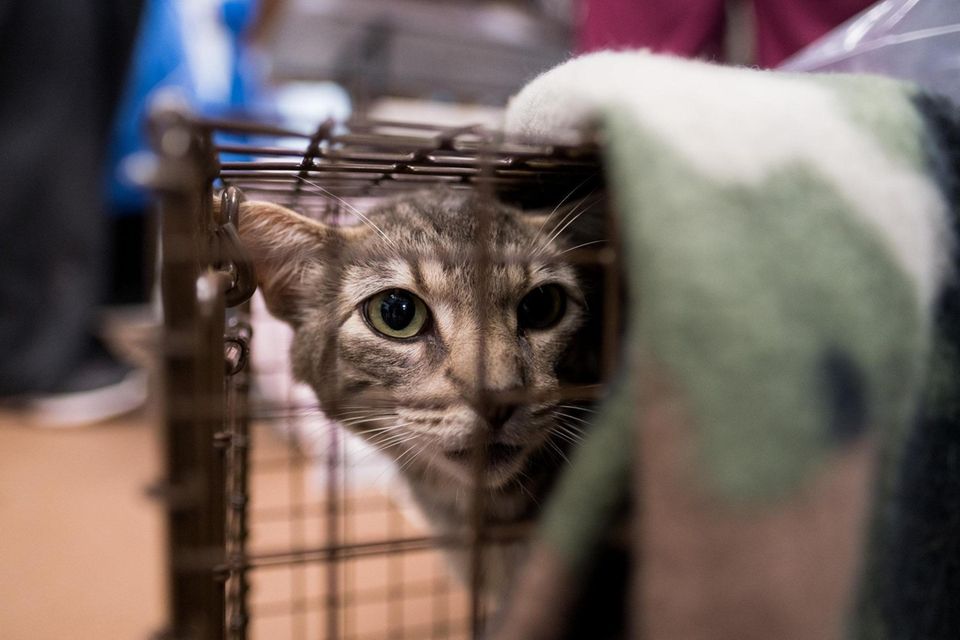 A trapped feral cat is pictured at Helping