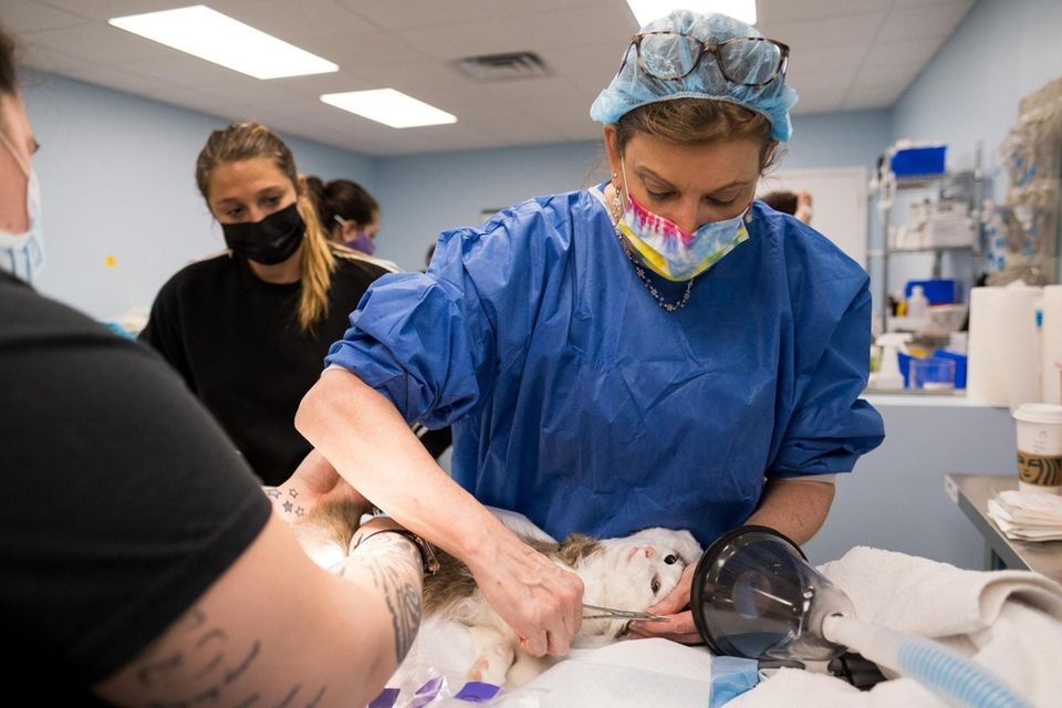 Dr. Diane Levitan, executive director of Helping PAW,