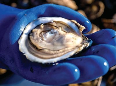 Paul McCormick, owner of Great Gun Shellfish Co.,