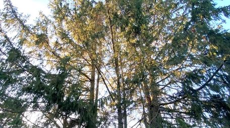 Evergreens growing skyward in Irene McCoy's backyard in