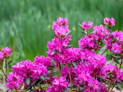 Rhododendrons offer a burst of color in April.