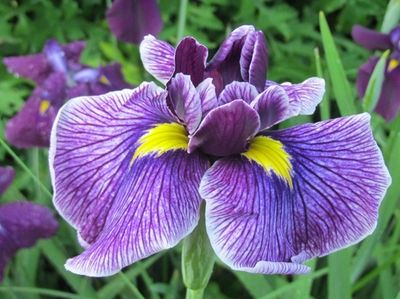 Japanese iris grows in the "meadow."