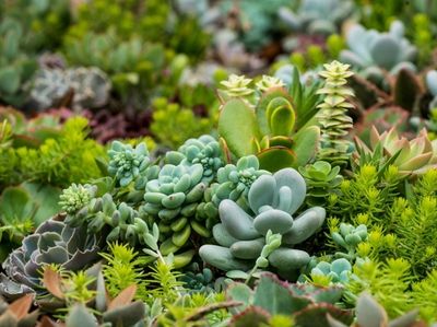 Succulents grow in the wholesale nursery.