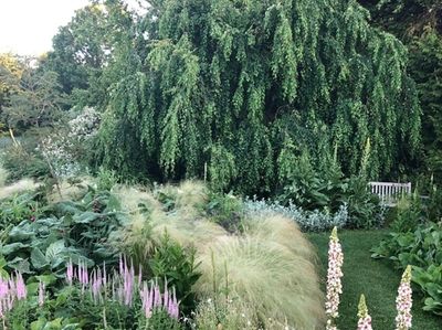 A weeping Katsura tree sits between the pollinator
