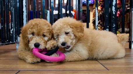 Puppies play in a cage at a pet