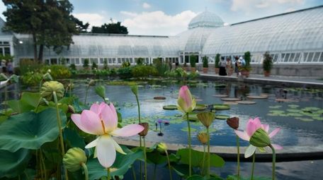 Pink lilies add a splash of color