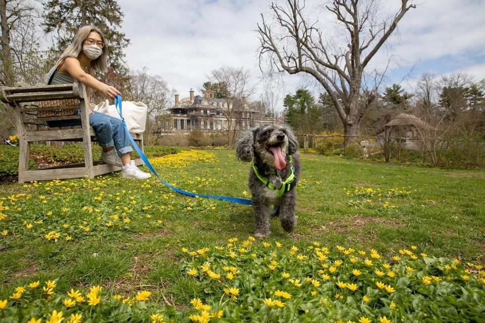 Francesca Moy from Port Washington with toy poodle