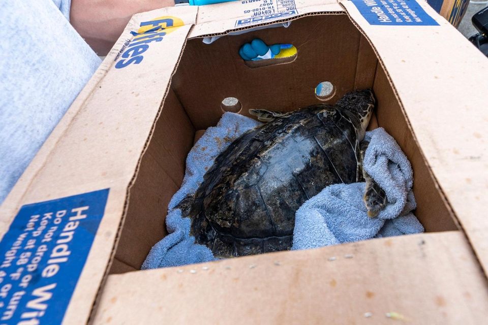 A total of 14 turtles, loggerhead sea turtles
