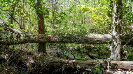 The Peconic Land Trust acquired the approximately half-acre