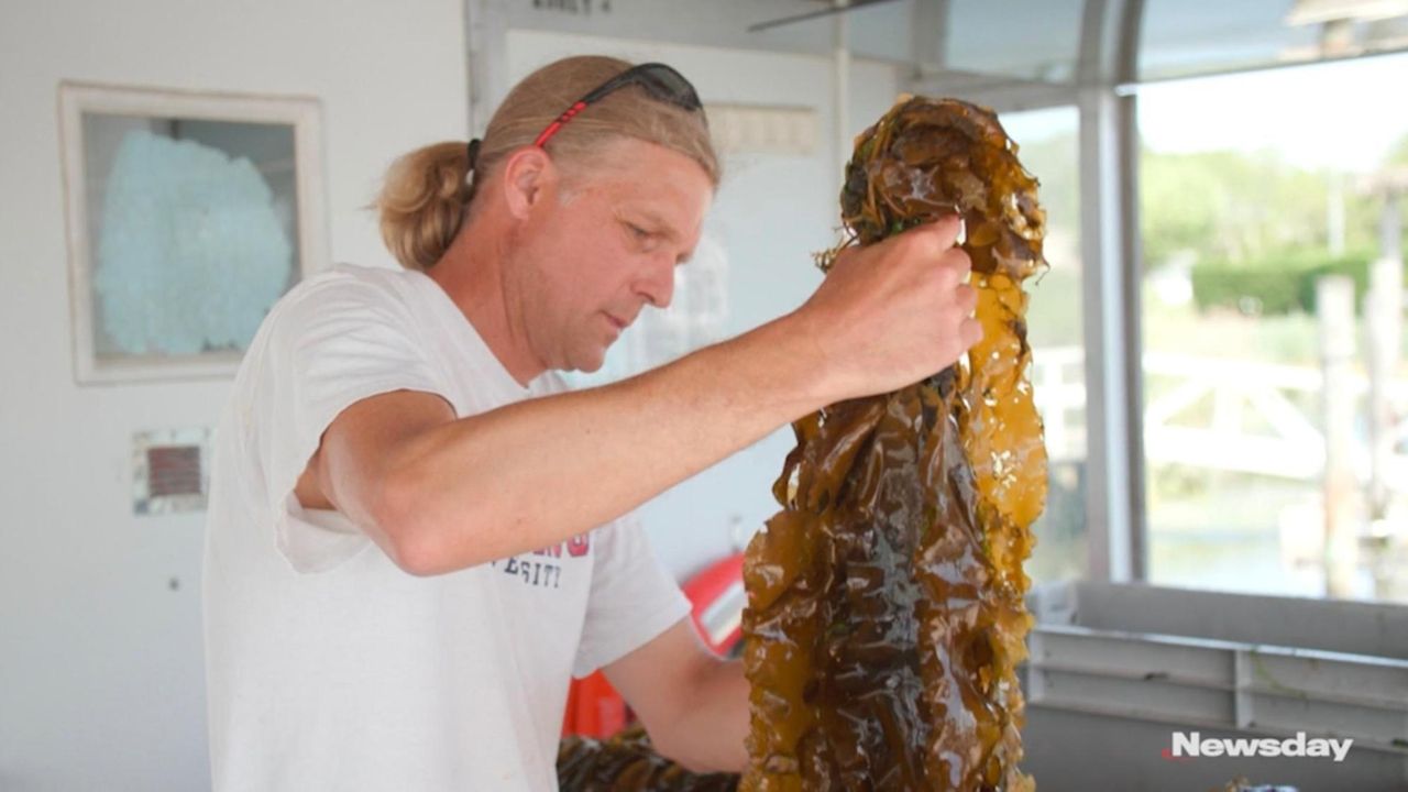 Kelp is being grown in shallow waters, such
