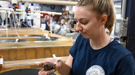 Intern Keriann Tenney, 23, of Oakdale, shows clams