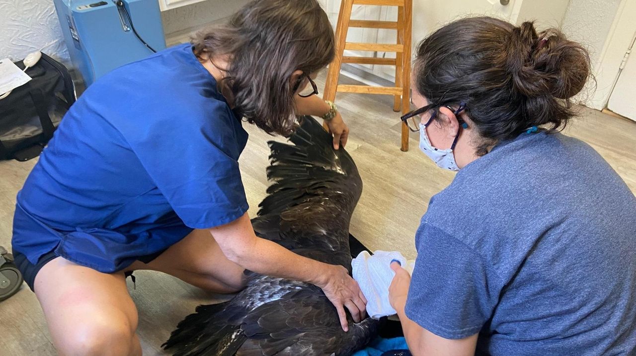 Wildlife rehabilitators rescued a baby eagle that had