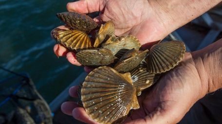 A handful of pulled scallops from the Peconic