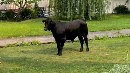 The runaway bull, now called "Barney," is seen