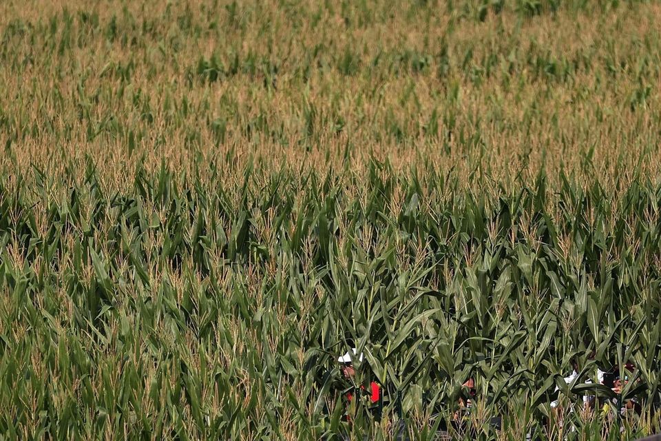 Fans walk through a corn maze in the