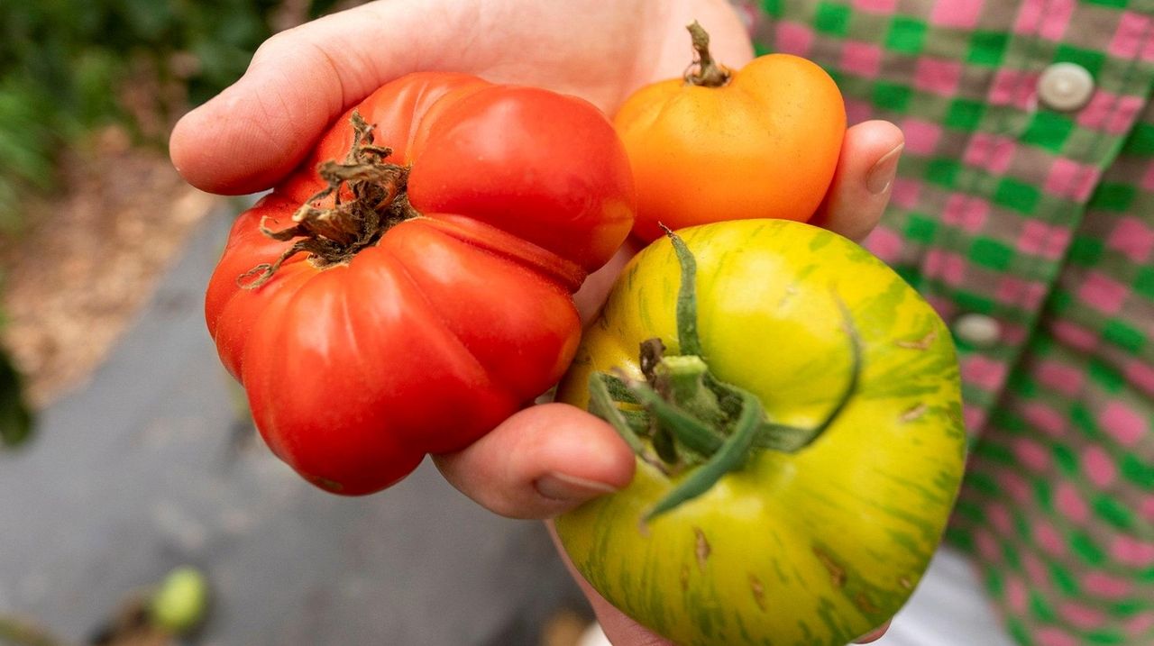 Heirloom tomatoes at Jamesport Farmstead in Jamesport.
