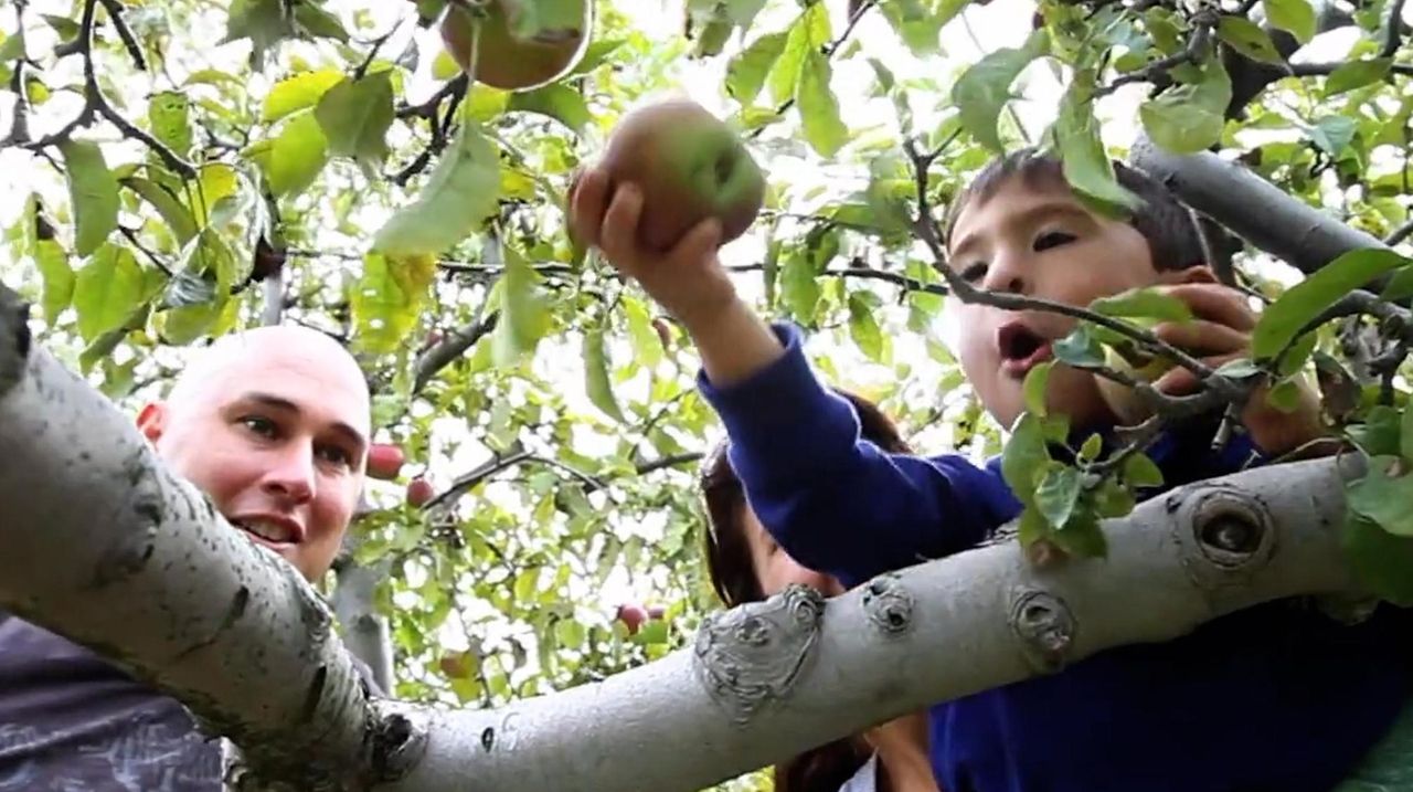 Apple picking begins, the Famous Food Festival comes